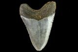 Fossil Megalodon Tooth - North Carolina #109825-2